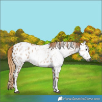 Horse Color:Gray Red Dun Splash Near Leopard