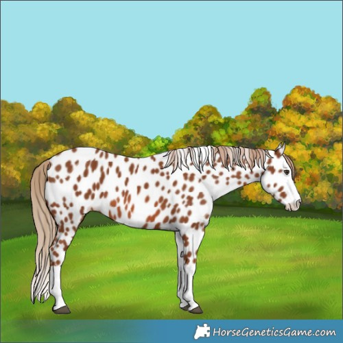 Horse Color:Chestnut Splash Appaloosa