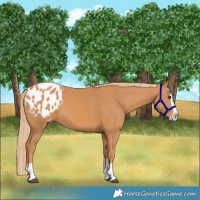Horse Color:Chestnut Splash Blanket 