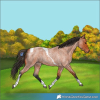 Horse Color:Bay Roan Tobiano 