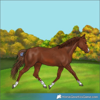Horse Color:Chestnut 