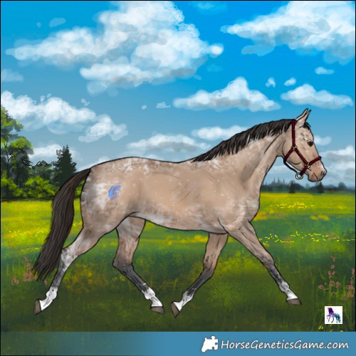 Horse Color:Bay Ice Dun 