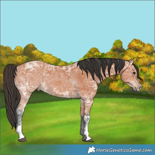 Horse Color:Bay Ice