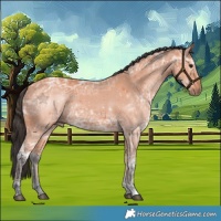 Horse Color:Bay Ice 
