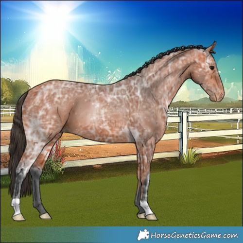 Horse Color:Bay Ice Varnish 