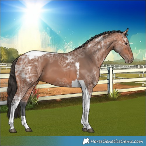 Horse Color:Bay Ice Tobiano 