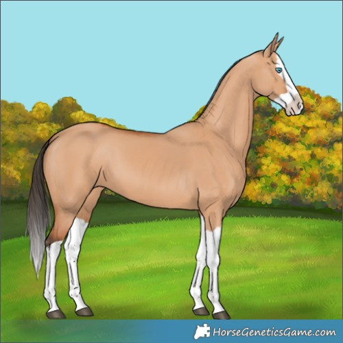 Horse Color:Bay Dun Splash 
