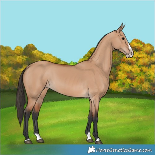 Horse Color:Bay Dun Splash 