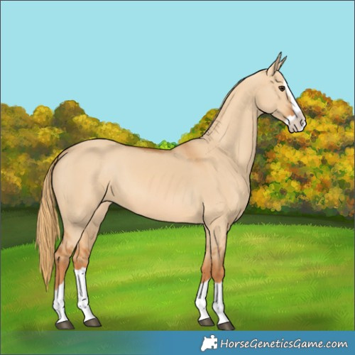 Horse Color:Red Dun Splash 