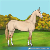 Horse Color:Red Dun Splash