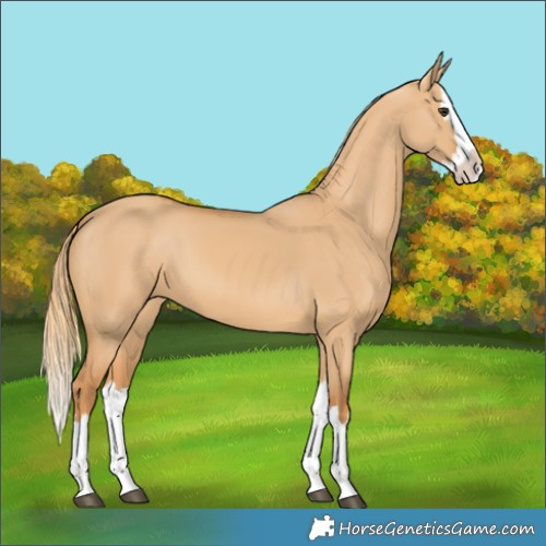 Horse Color:Red Dun Splash