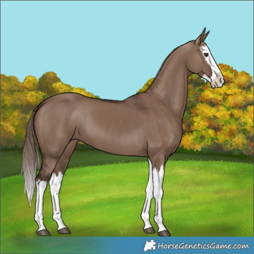 Horse Color:Liver Red Dun Splash 