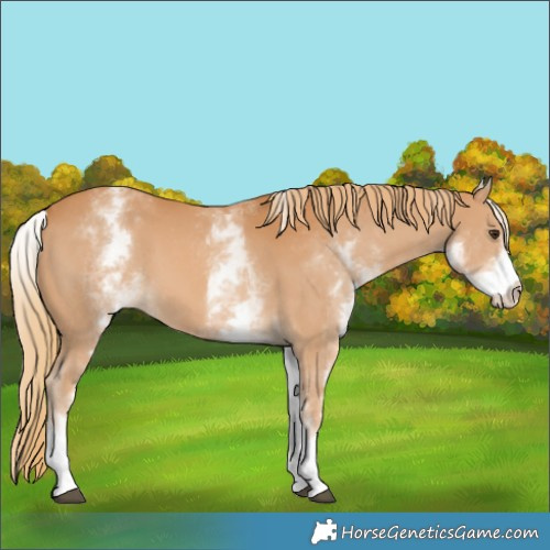 Horse Color:White Spotted Chestnut