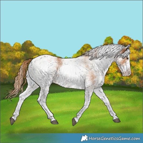 Horse Color:White Spotted Chestnut 