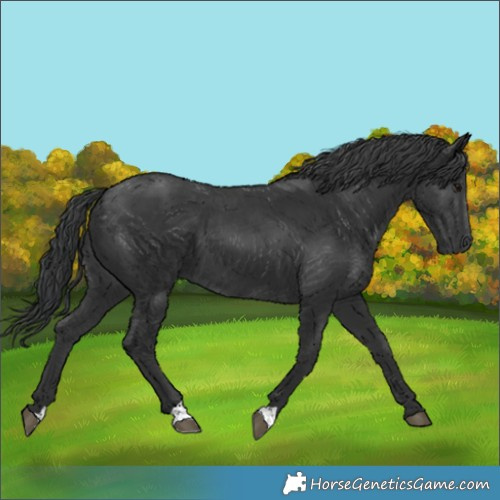 Horse Color:Black 