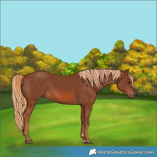 Horse Color:Chestnut 