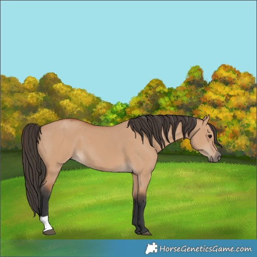 Horse Color:Bay Dun 