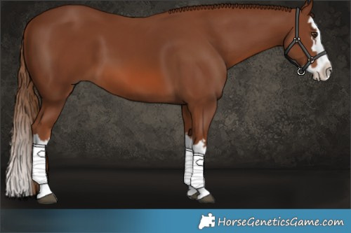 Horse Color:Chestnut Splash