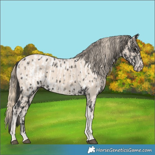 Horse Color:Black Tobiano Near Leopard  and Smoky Creme 