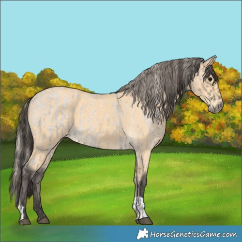 Horse Color:Silver Grullo Roan Varnish  and Buckskin 