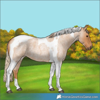 Horse Color:Red Roan Tobiano