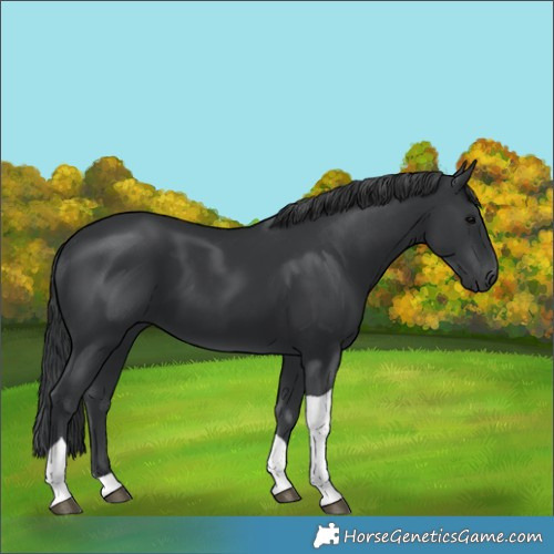 Horse Color:Black Tobiano