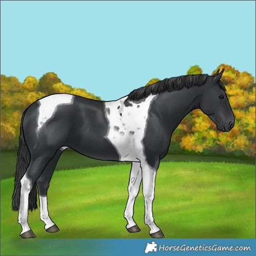 Horse Color:Black Tobiano 