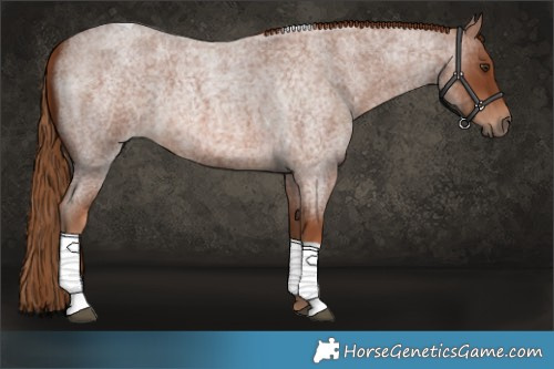 Horse Color:Red Roan Tobiano