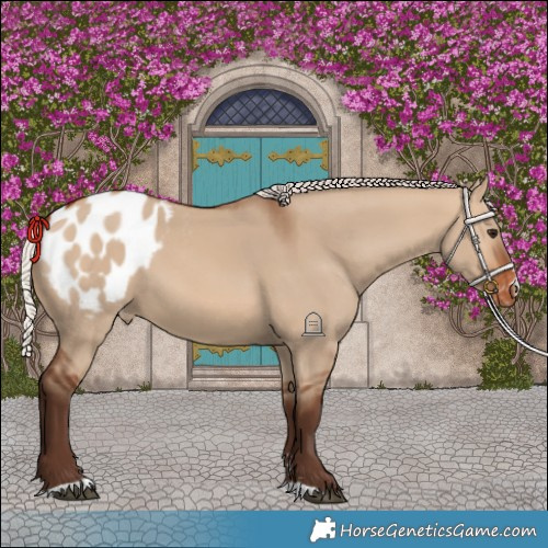 Horse Color:Silver Brown Dun Blanket