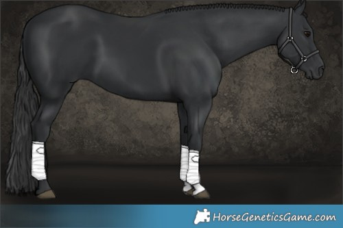 Horse Color:Black 