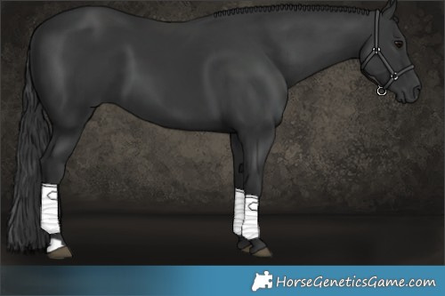 Horse Color:Black 