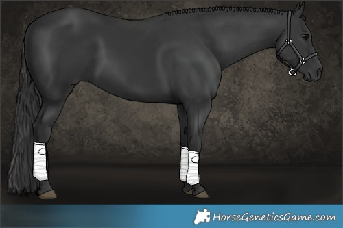 Horse Color:Black 