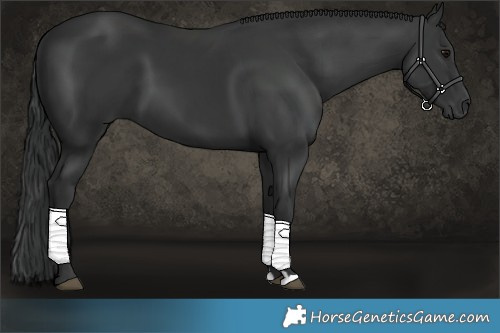 Horse Color:Black 