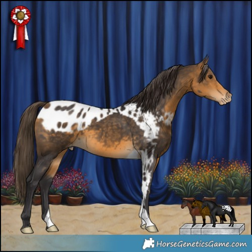 Horse Color:Buckskin Skewed Appaloosa