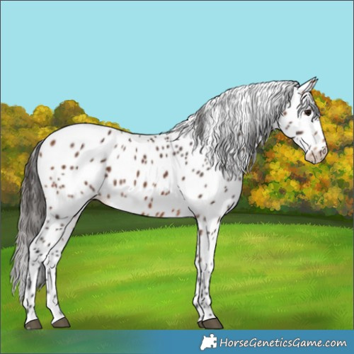 Horse Color:Bay Appaloosa 