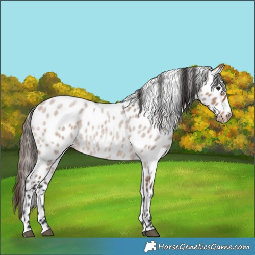 Horse Color:Bay Roan Dun Appaloosa
