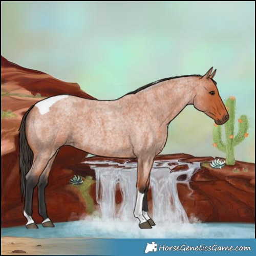 Horse Color:Bay Roan Tobiano 