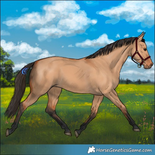 Horse Color:Bay Dun