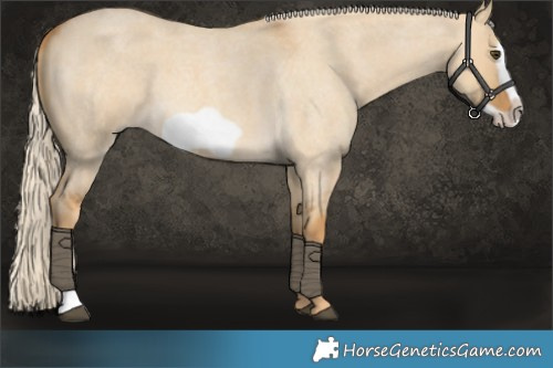 Horse Color:Palomino Roan Dun Frame