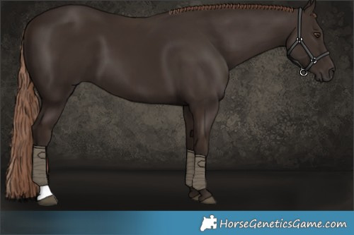 Horse Color:Liver Chestnut 