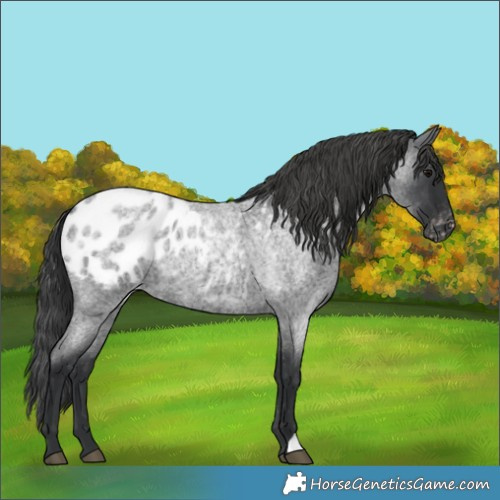 Horse Color:Blue Roan Blanket 