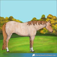 Horse Color:Red Roan Tobiano 