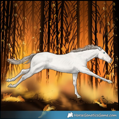 Horse Color:Smoky Creme Roan Dun