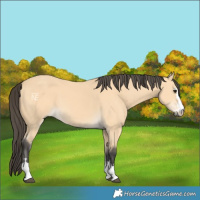 Horse Color:Buckskin