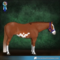Horse Color:Chestnut Splash Frame
