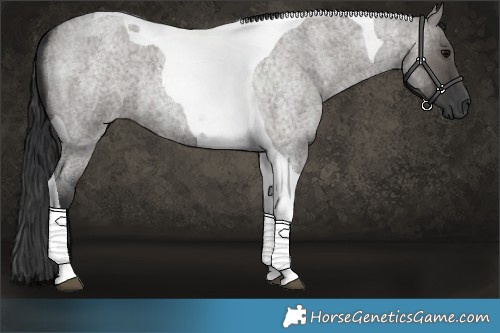 Horse Color:Grullo Roan Tobiano 