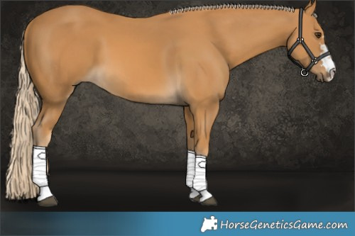 Horse Color:Palomino 