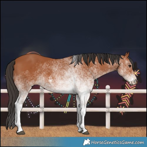 Horse Color:White Spotted Bay 