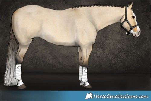 Horse Color:Buckskin Roan Dun Splash