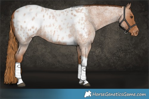 Horse Color:Red Roan Tobiano Appaloosa